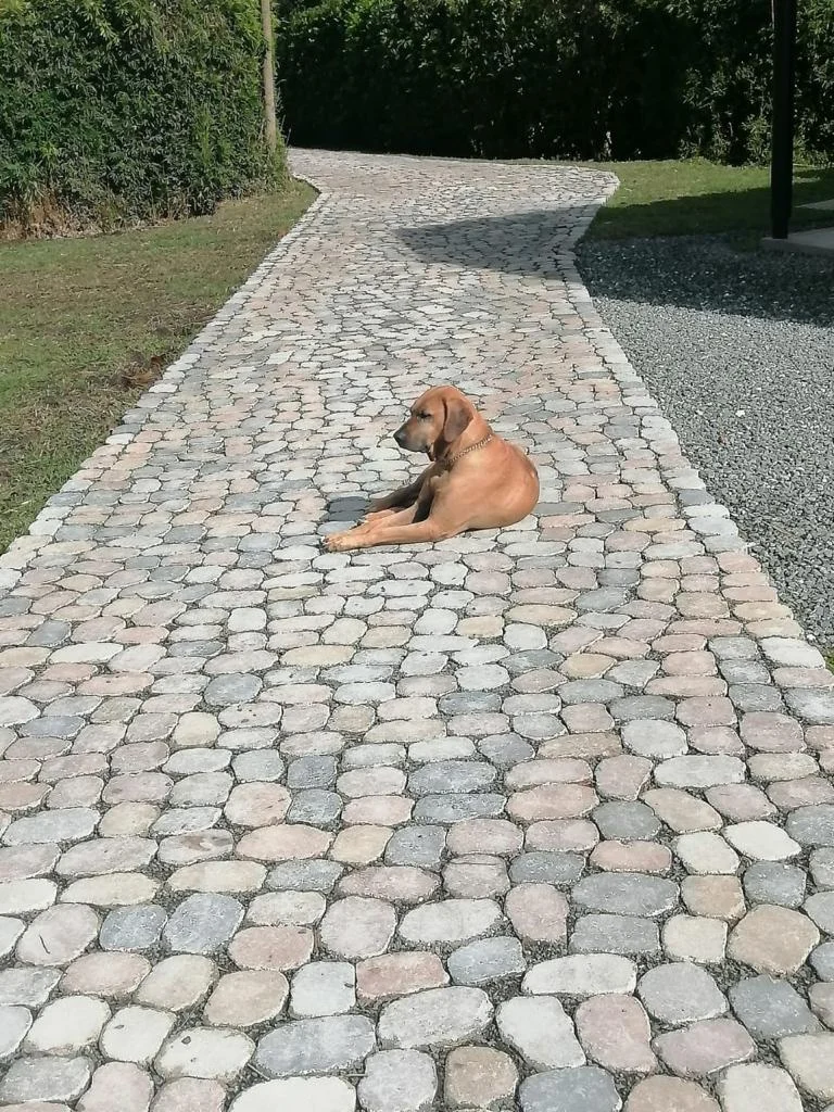 Adoquín Piedranova: foto complementaria 12